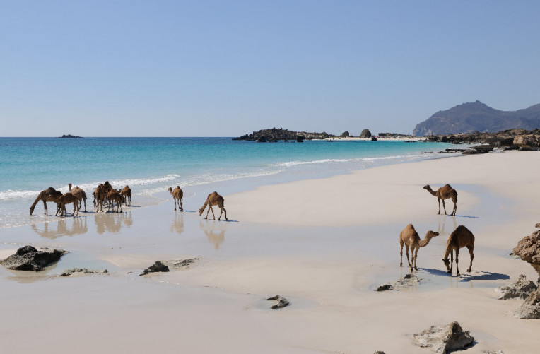 015_Camels in Dhofar © Ministry of Heritage & Tourism Sultanate of Oman
